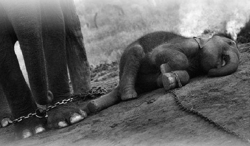 A chained baby elephant