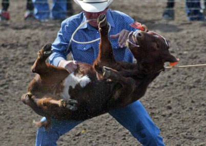 A calf being thrown to the ground